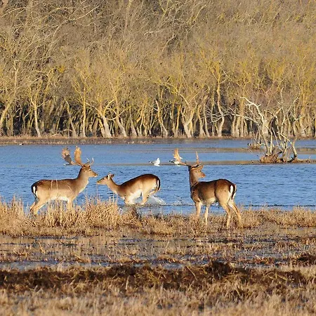 Casaleaurelia Apartment Bibbona